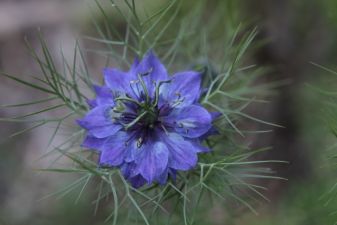 Flowerpaedia - by the Organic Gardener